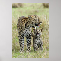 Leoprads Posters