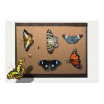 Lepidopterist - My Butterfly Collection posters