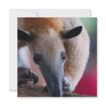 Lesser Anteater Invitations