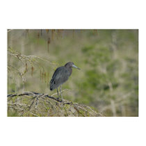 Lesser Blue Heron Everglades NAtional Park posters by JPKWILD Lesser Blue Heron Everglades NAtional Park posters