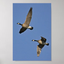 Lesser Canada Geese in Flight Print