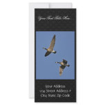 Lesser Canada Geese in Flight Rack Card
