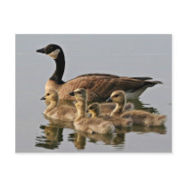 Lesser Canada Goose Brood Postcards