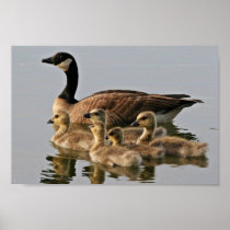 Lesser Canada Goose Brood Poster