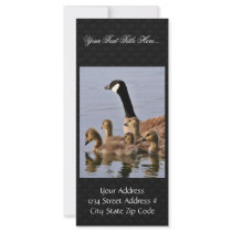 Lesser Canada Goose Brood Rack Card
