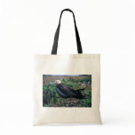 Lesser frigatebird perching on branch bags