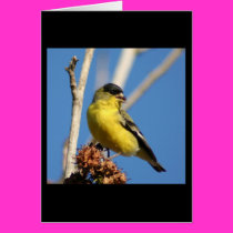 Lesser Goldfinch cards