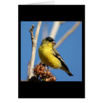Lesser Goldfinch cards by magentaraven Lesser Goldfinch cards