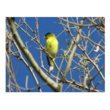 Lesser Goldfinch Postcard