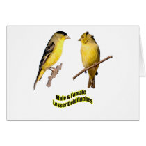 Lesser Goldfinches cards by Harpalus22 Lesser Goldfinches cards