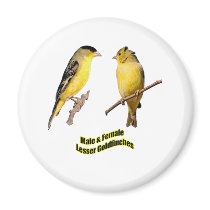 Lesser Goldfinches magnets by Harpalus22 Lesser Goldfinches magnets