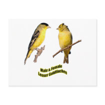 Lesser Goldfinches postcards by Harpalus22 Lesser Goldfinches postcards