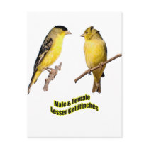 Lesser Goldfinches postcards by Harpalus22 Lesser Goldfinches postcards