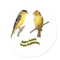 Lesser Goldfinches stickers by Harpalus22 Lesser Goldfinches stickers