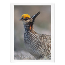 Lesser Prairie Chicken 12 x 16 Photo Art