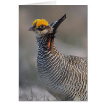 Lesser Prairie Chicken Greeting Cards
