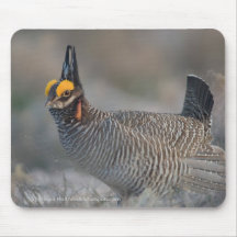 Lesser Prairie Chicken Mousepad
