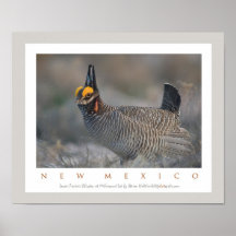 Lesser Prairie Chicken Poster