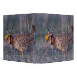 Lesser Prairie-Chicken, Tympanuchus binders