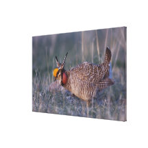 Lesser Prairie-Chicken, Tympanuchus Gallery Wrap Canvas