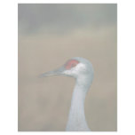 Lesser Sandhill Crane Customized Letterhead