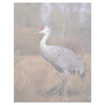 Lesser Sandhill Crane Personalized Letterhead