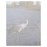 Lesser Sandhill Crane Letterhead