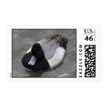 Lesser Scaup stamp by naturalphotos Lesser Scaup stamp