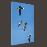 Lesser Snow Geese In Flight Stretched Canvas Print canvas prints