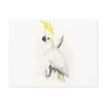 Lesser Sulphur-Crested Cockatoo by Edward Lear Post Card