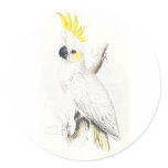 Lesser Sulphur-Crested Cockatoo by Edward Lear stickers