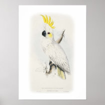 Lesser sulphur-crested cockatoo posters