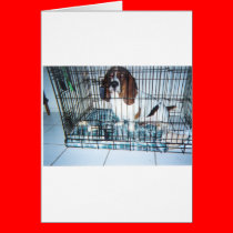 Let_Me_Out cards