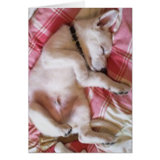 Let Sleeping Dogs Lie Card card