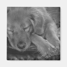 Let Sleeping Dogs Lie! Magnet