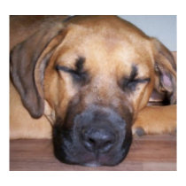 Let Sleeping Dogs Sleep Oil Painting posters by takenotestationary Let Sleeping Dogs Sleep Oil Painting posters