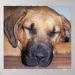 Let Sleeping Dogs Sleep Oil Painting Print