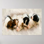 let sleeping pups lie posters let sleeping pups lie posters