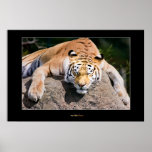 Let Sleeping Tigers Lie Poster