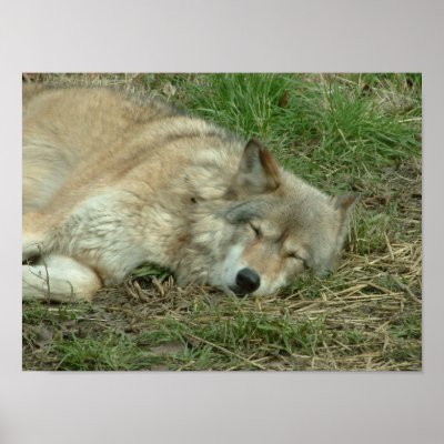 Wolf Asleep