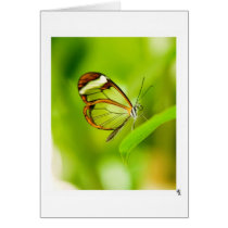 let their be light cards
