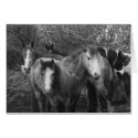 Let's all do the Conga! by CatMac cards