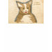 Ladies Baby Doll (Fitted)