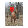 Lets Horse Around Valentine Post Card