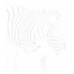 Let's Love Zebras! t-shirts