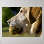 Let's Play Ball Posters