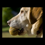 Let's Play Ball posters