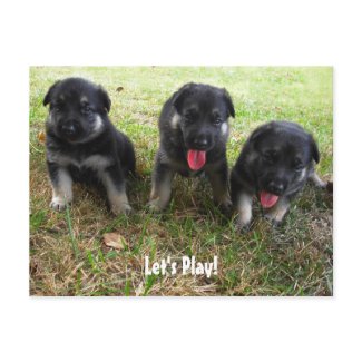 Let's Play! German Shepherd Puppy Postcard postcard