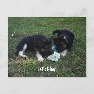 Let's Play! German Shepherd Puppy Postcard postcard