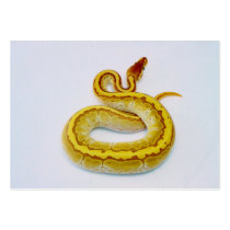 Letter "S" Yellow Ball Python Business Card Templates